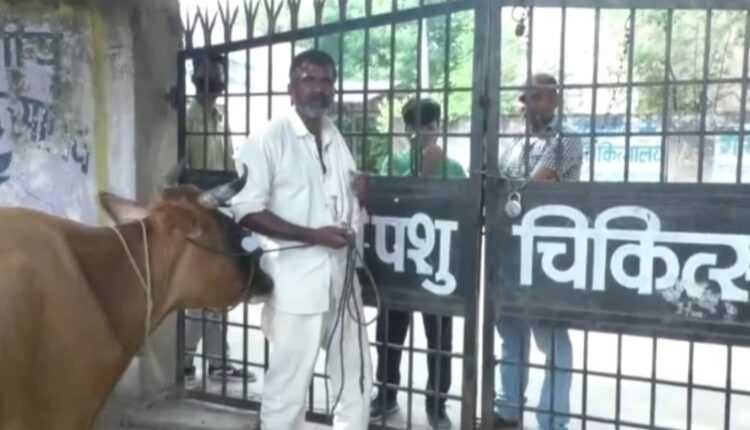 चुनाव के चक्कर में बेइलाज पशु, पशु चिकित्सालय स्टाफ की लगी ड्यूटी, गेट पर लटका ताला