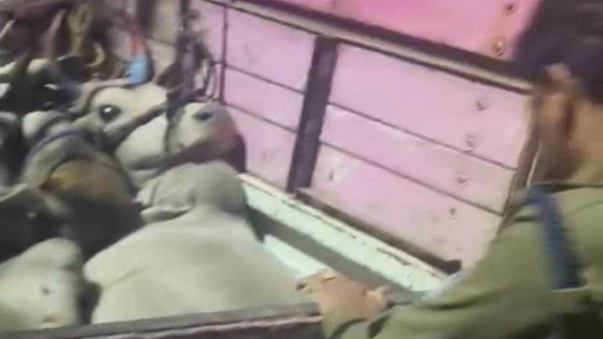 दो वाहनों में ठूंस-ठूंसकर भरे थे 20 गोवंश, आरोपित फरार