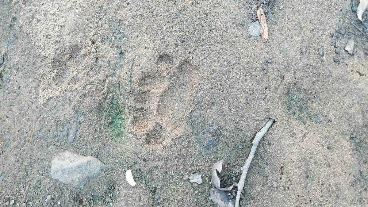 टाइगर रिजर्व में मिले टाइगर, तेंदुआ और भालू के पगमार्क