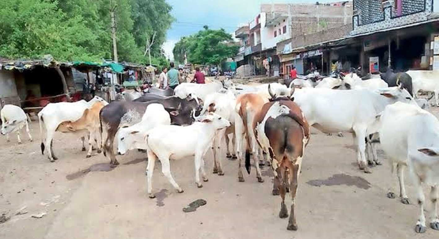शहरी हो या ग्रामीण, आवारा मवेशियों से सब परेशान