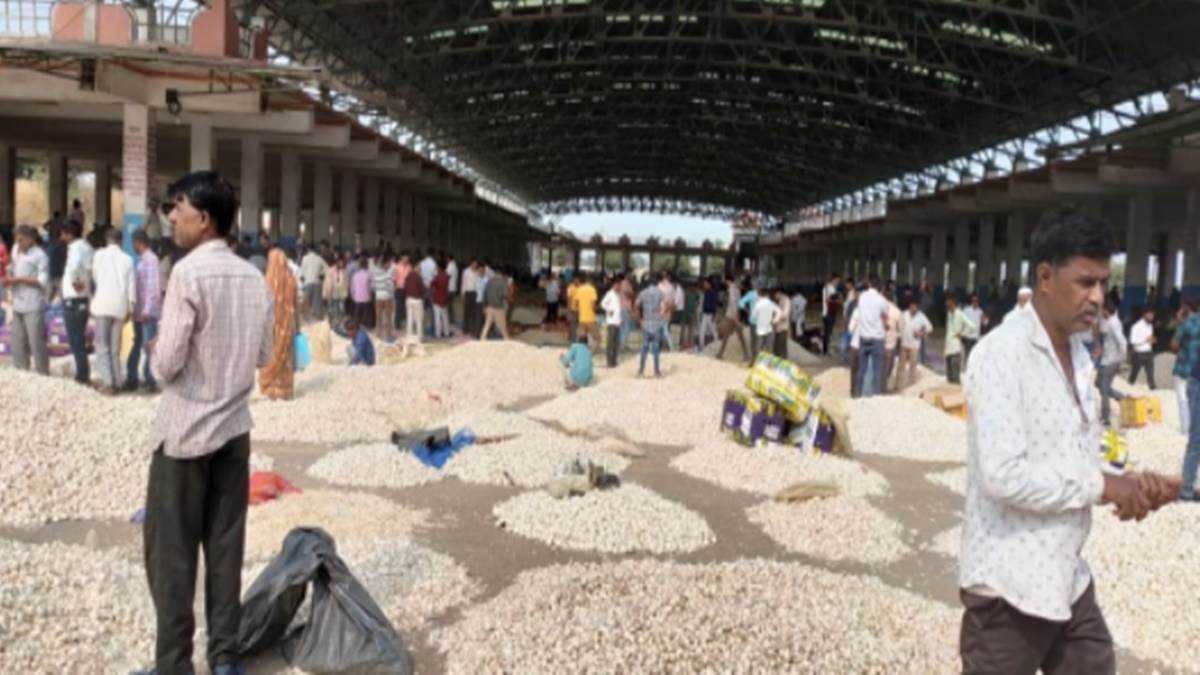 पिपलियामंडी में 30 हजार रुपये और मंदसौर में 24 हजार रुपये क्विंटल बिका लहसुन