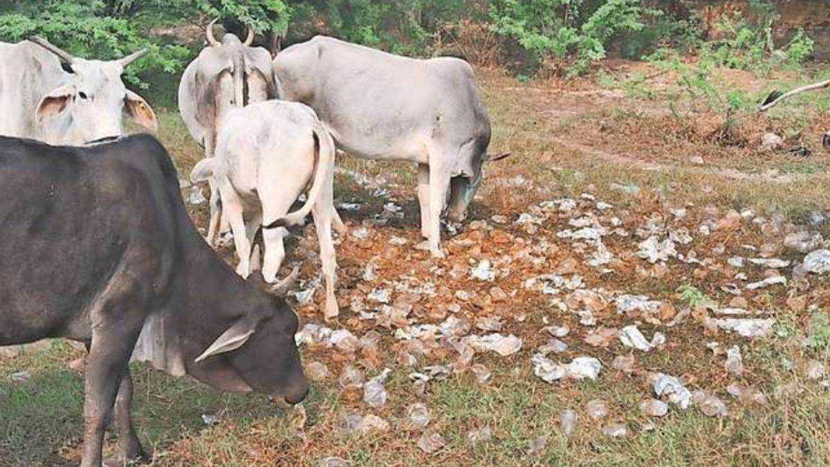 बेसहारा गोवंश सड़कों पर, गौशालाएं पड़ी खाली, आए दिन हो रहे हादसे