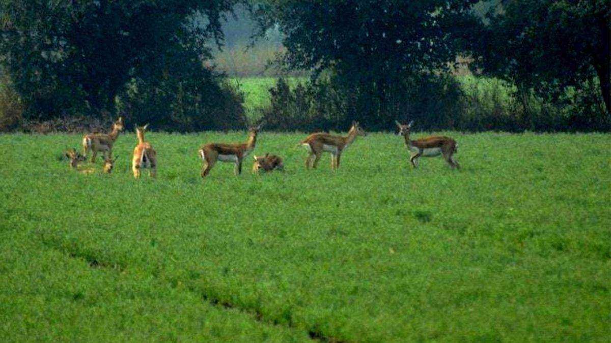 किसानों के लिए सिरदर्द बना हिरणों का झुंड, फसलों को पहुंचा रहे नुकसान