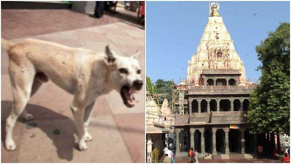 महाकाल मंदिर में श्वानों का आंतक, तीन दिन में कई दर्शनार्थियों को काटा