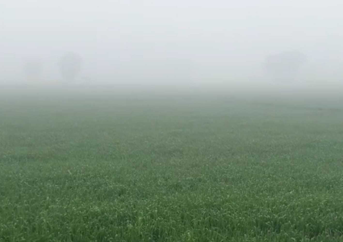 धूप निकलने के बाद भी फिजा में घुली ठंडक, आगामी दिनों में और गिरेगा पारा