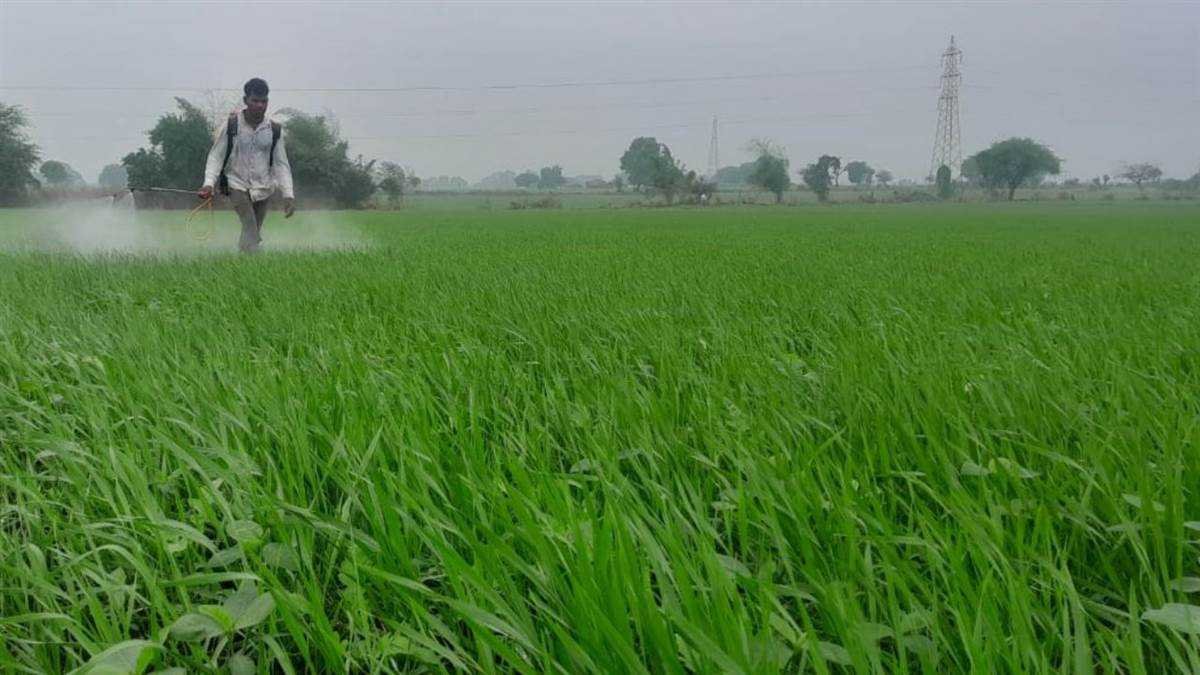 लगातार खराब मौसम से फसलों पर लगने लगी बीमारियां, इल्लियों का प्रकोप भी बढ़ा