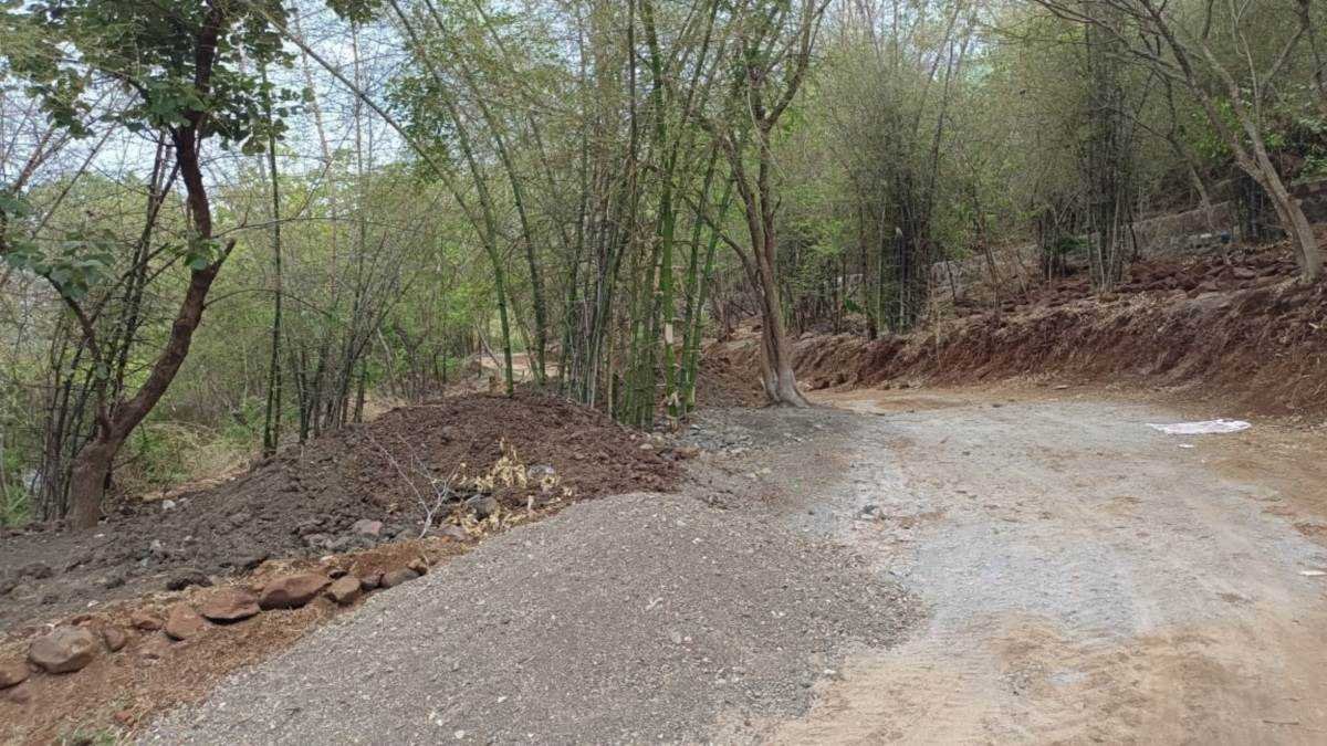 कलियासोत डेम के कैचमेंट में पेड़ों को उखाड़कर बनाई सड़क, कलेक्टर से शिकायत