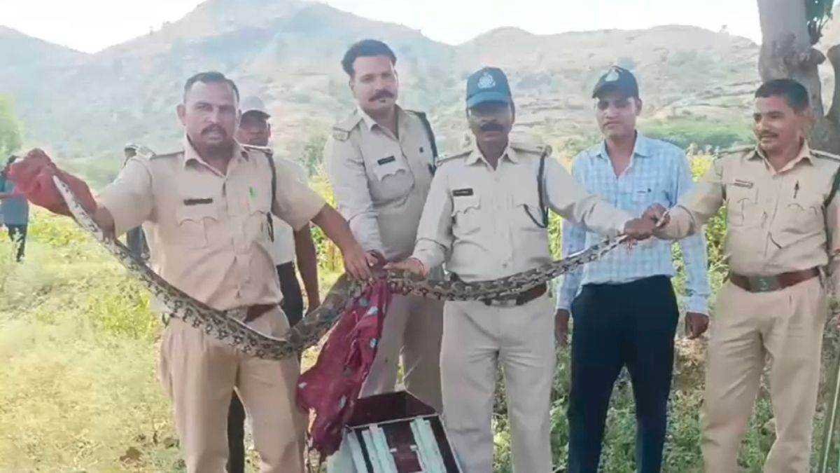 बड़वानी में बैकवाटर के कारण खेतों व घरों में निकल रहे नई प्रजातियों के सांप