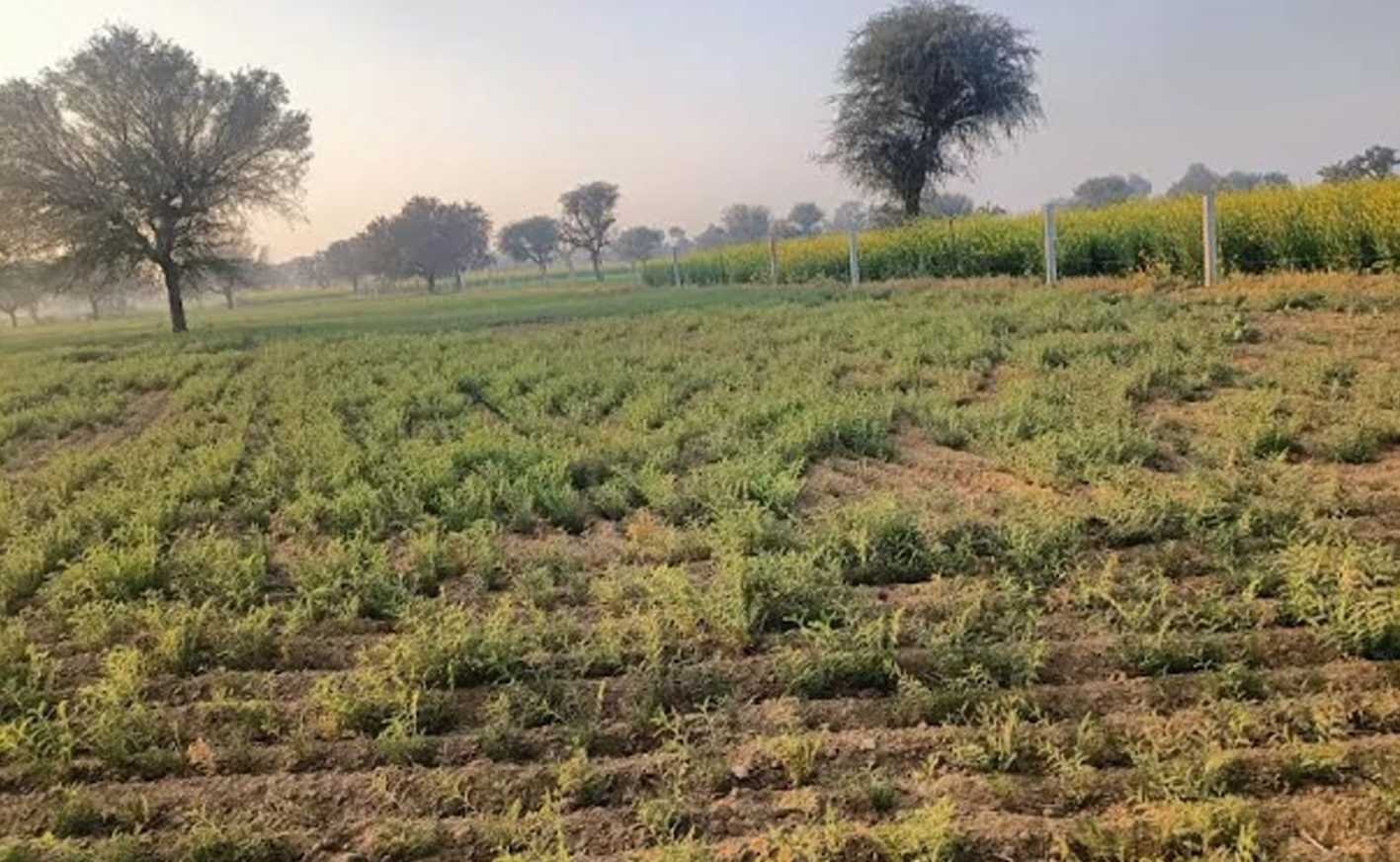 डालर चना पर उमाले की मार …  किसान ने ९ एकड़ में लगे डालर पर चलाया कल्टीवेटर