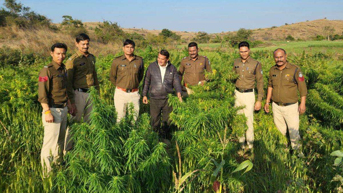 खेत से 8 लाख रुपये के गांजे के पौधे जब्त, आरोपित फरार, तलाश जारी