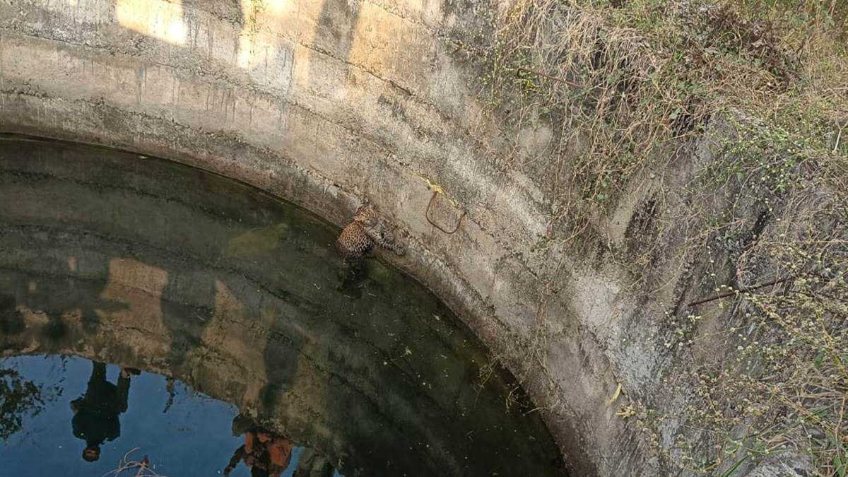 कुएं में गिरा तेंदुआ, मौके पर लगी ग्रामीणों की भीड़