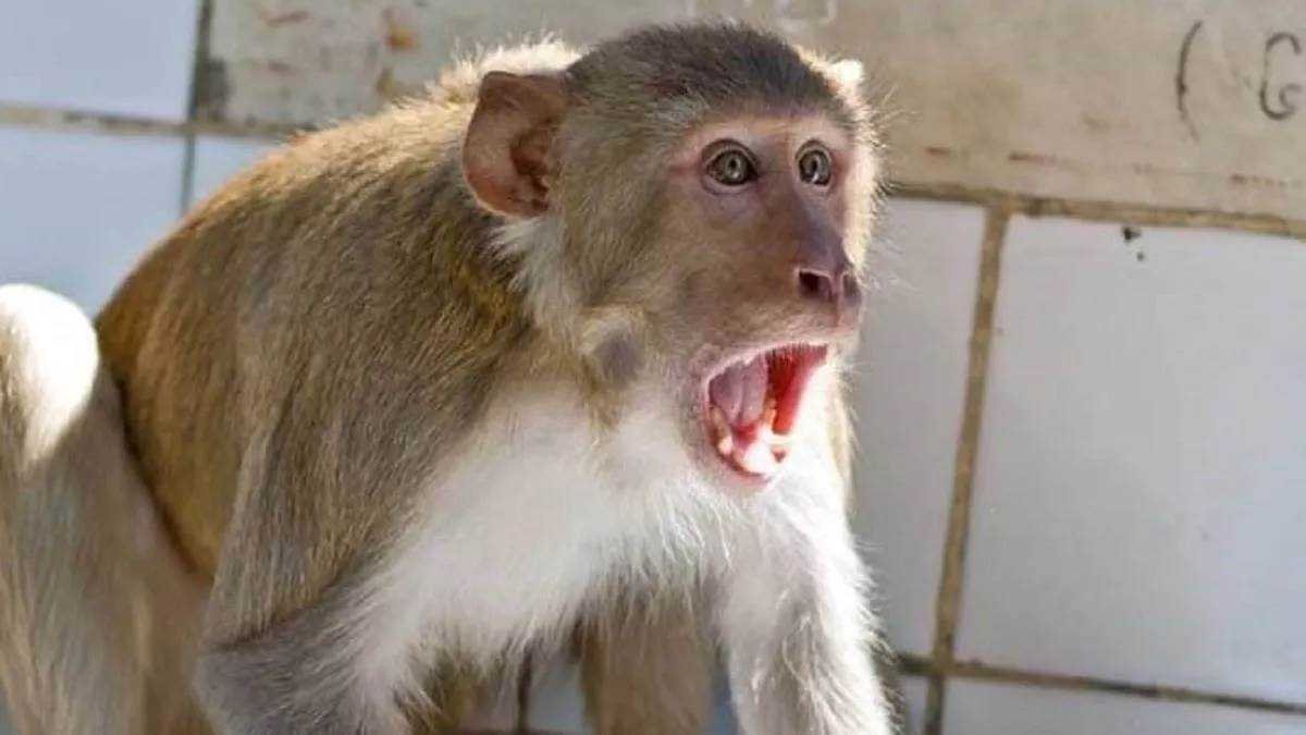10 दिनों में 12 लोगों को किया घायल, उपद्रवी बंदर को बेहोश कर पकड़ा