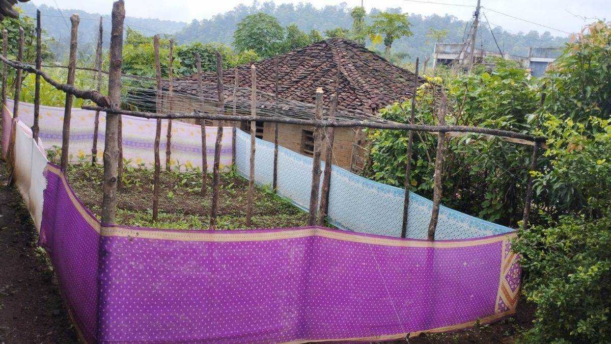 खेती की यह तकनीक आदिवासी किसानों को बना रही मालामाल, आठ गुना बढ़ी आय