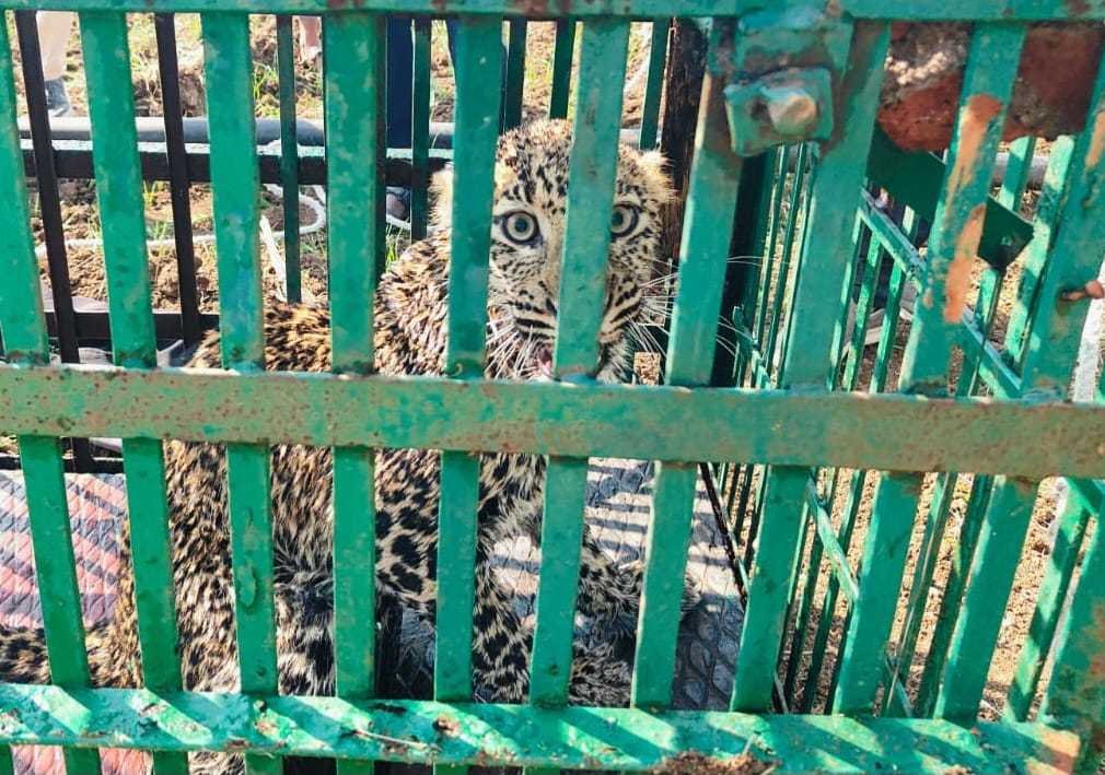 कुएं में गिरे तेंदुए का किया रेस्क्यू बड़वाह के जंगल में लाकर छोड़ा 