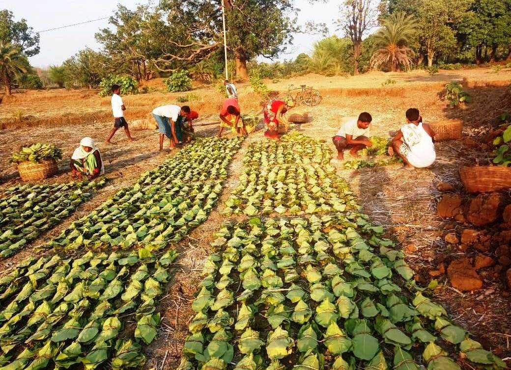 तेन्दूपत्ता संग्रहण दर 4 हजार रूपये प्रति बोरा हुई