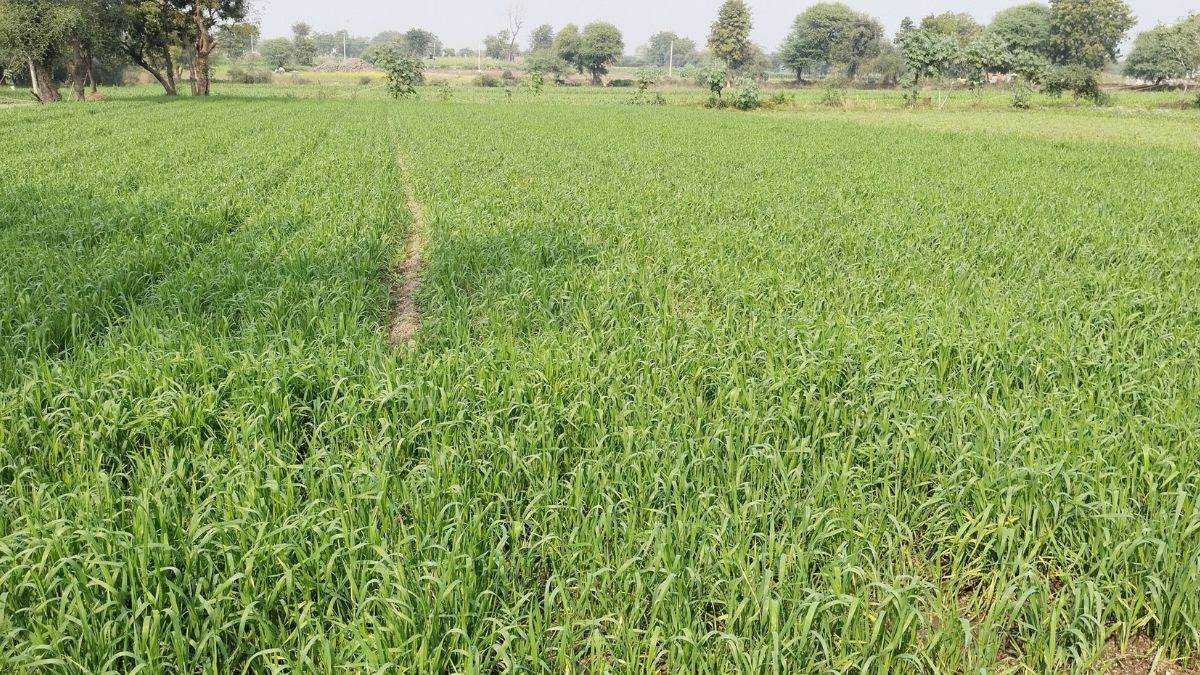 धार क्षेत्र में ठंड की कमी से गेहूं फसल की ग्रोथ थमी, किसान परेशान