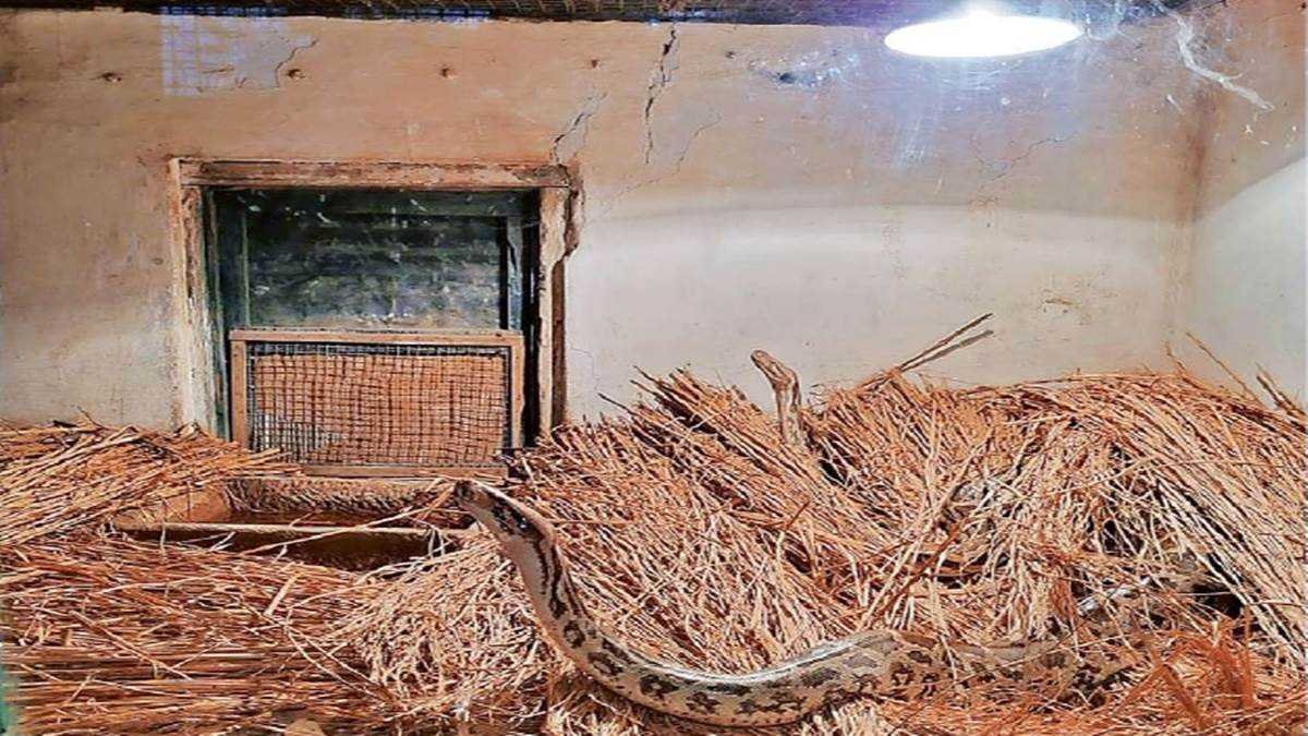 ठंड से राहत देने चिड़ियाघर के जानवर व पक्षियों को खिला रहे मिलेट्स