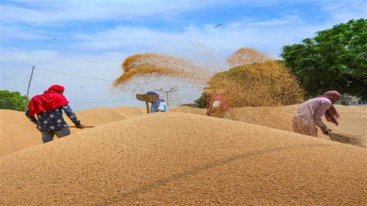 इस साल ज्यादा गेहूं खरीदी पर सरकार का जोर, एक महीने पहले शुरू होगी एमएसपी पर खरीदी