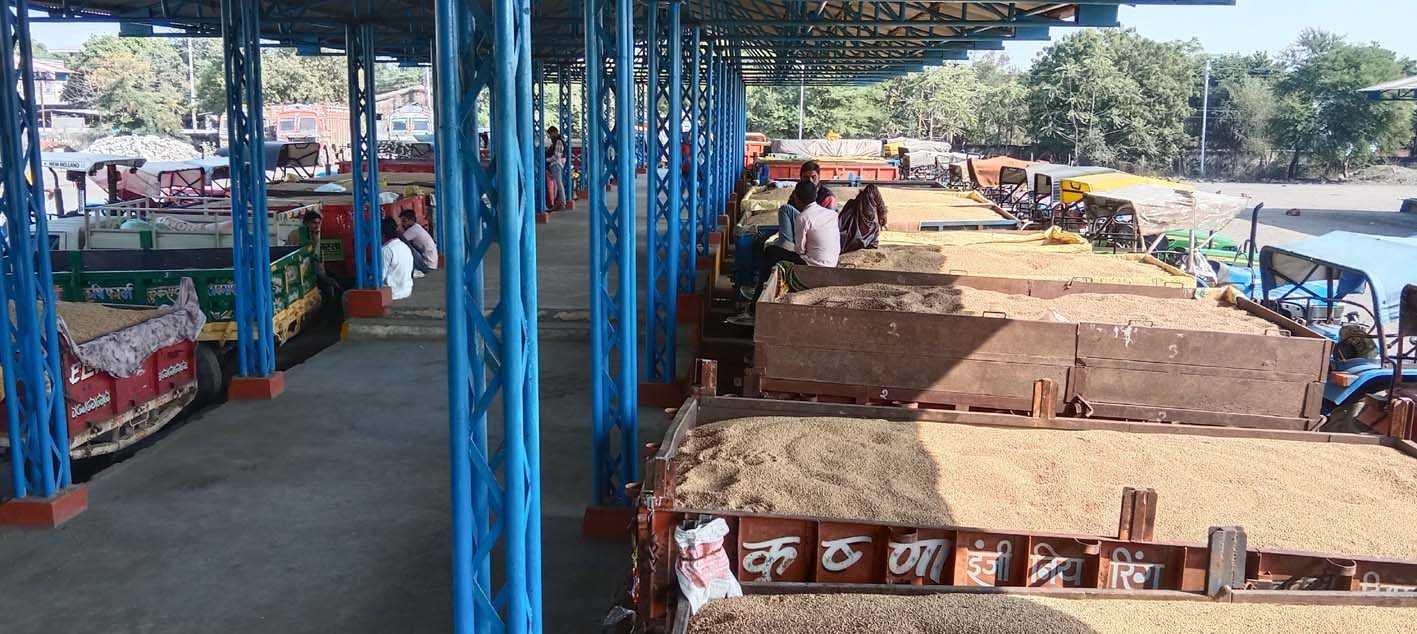 खुलता बाजार….  मंडी में पीले सोने की आवक बढ़ी