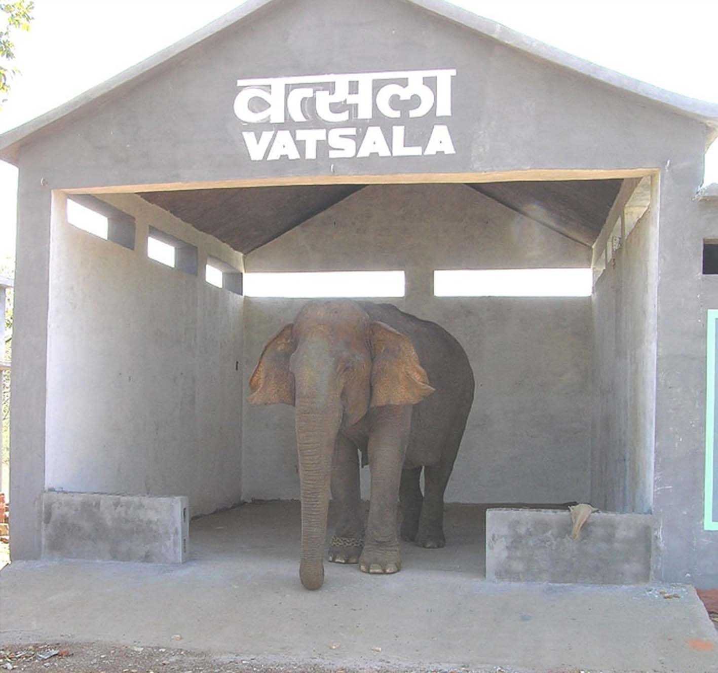 गिनीज बुक में विश्व की सबसे उम्रदराज हथिनी वत्सला का नाम नहीं हो सकेगा दर्ज