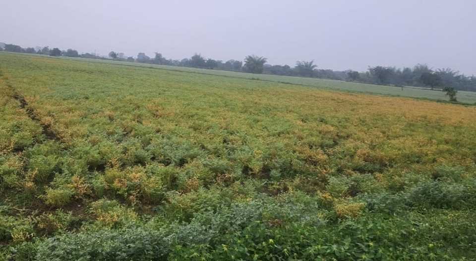 मौसम संग चना की नही बैठ रही पटरी ….  कहीं उमाले का शिकार तो कहीं बांझ हालत में चना