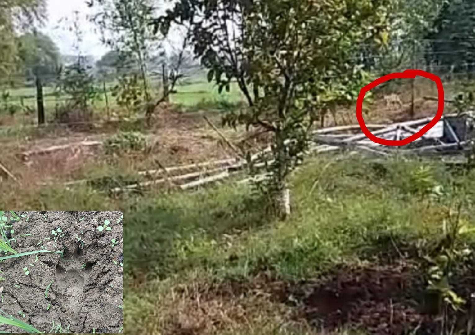 ग्राम सैनी के फार्म हाउस पर तेंदुआ दिखाई देने का हुआ वीडियो वायरल