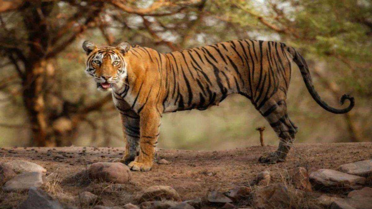संकट में एमपी के टाइगर्स, म्यांमार से चाइना तक अंगों की तस्करी