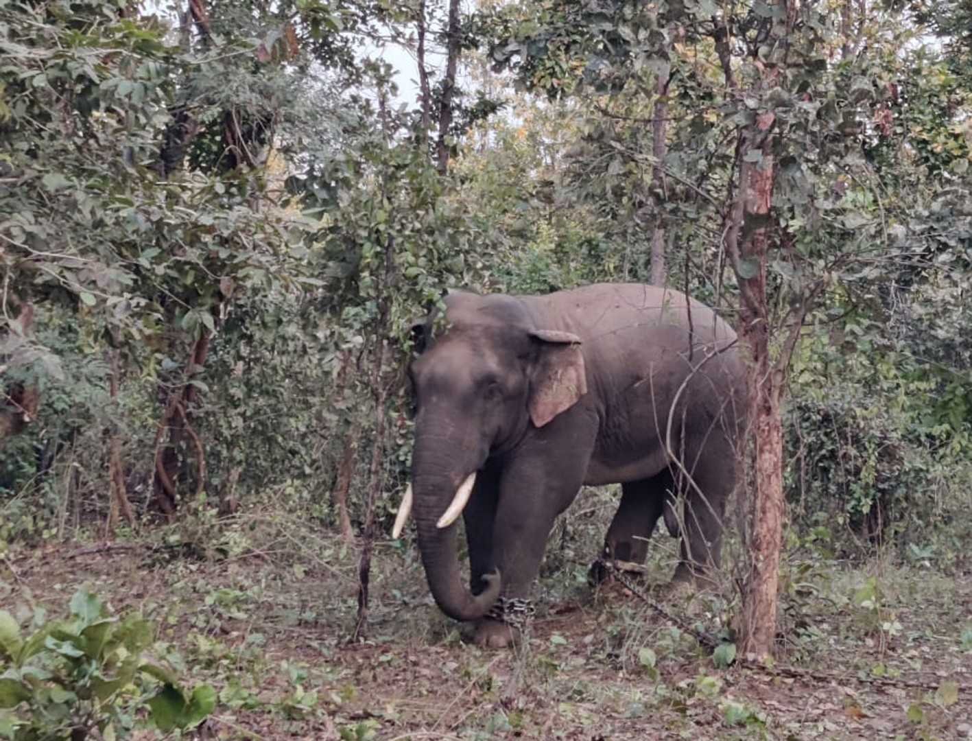 कड़ी मशक्कत और तीन हाथियों की मदद से वन विभाग ने जंगली हाथी का किया रेस्क्यू