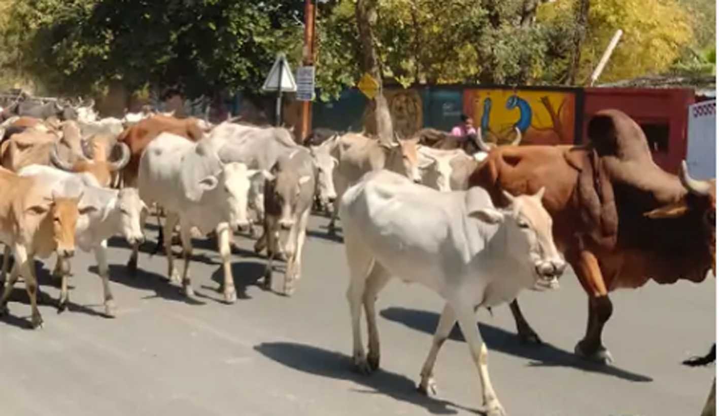 फसलों को नुकसान पहुंचा रहे बेसहारा मवेशी