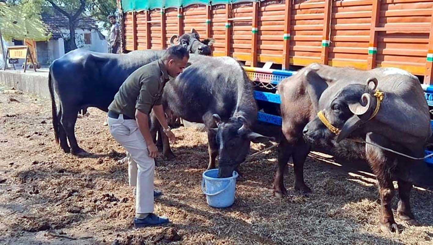 थाना बना भैंसों का तबेला, पुलिसकर्मी कर रहे हैं भैंसों की चाकरी