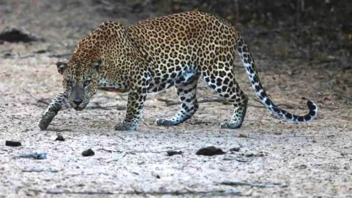 इंदिरा सागर परियोजना के आसपास तेंदुए के परिवार से दहशत, तीन जगह लगाए पिंजरे