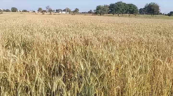 ३० डिग्री अधिकतम तापमान…  अगले एक-दो दिन में गर्मी पकड़ेगी रफ्तार