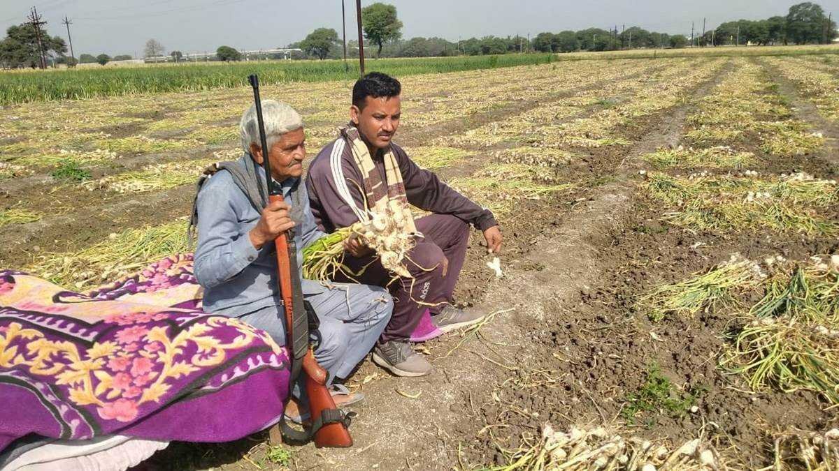 कीमतें छू रही आसमान, चोरों के कारण बंदूक के साए में हो रही लहसुन की खेती