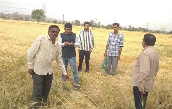 खंडवा जिले में बारिश और ओलावृष्टि प्रभावित फसलों का सर्वे करने खेतों में उतरे पटवारी