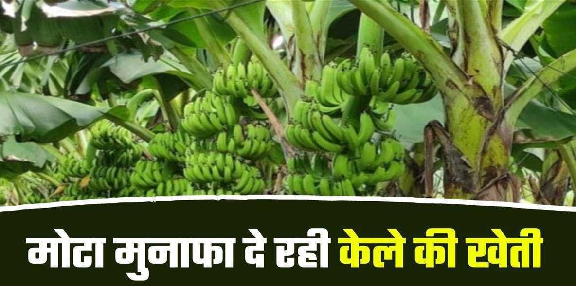 केले की खेती ने बुरहानपुर के किसानों को किया मालामाल, विदेश तक है डिमांड, जानें क्यों है खास