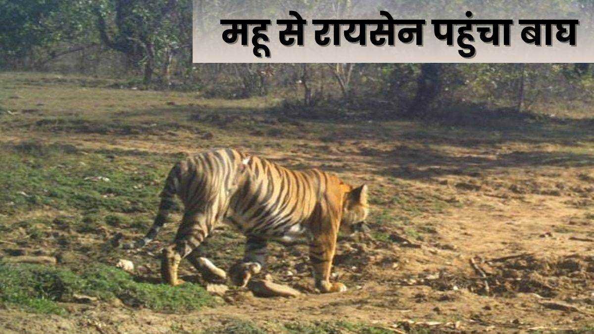 किलोमीटर की दूरी तय कर महू से रायसेन पहुंचा बाघ