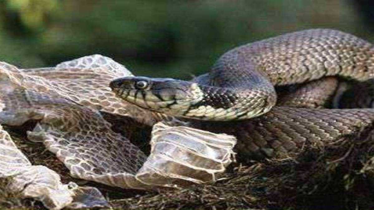 मध्‍य प्रदेश में थाना स्तर से सांप पकड़ने की होगी व्यवस्था, होमगार्ड के जवानों को दी जाएगी ट्रेनिंग
