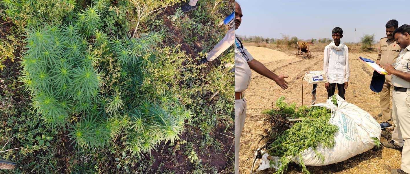 मिर्ची के खेत में गांजे की खेती, सवा 4 लाख का माल जब्त