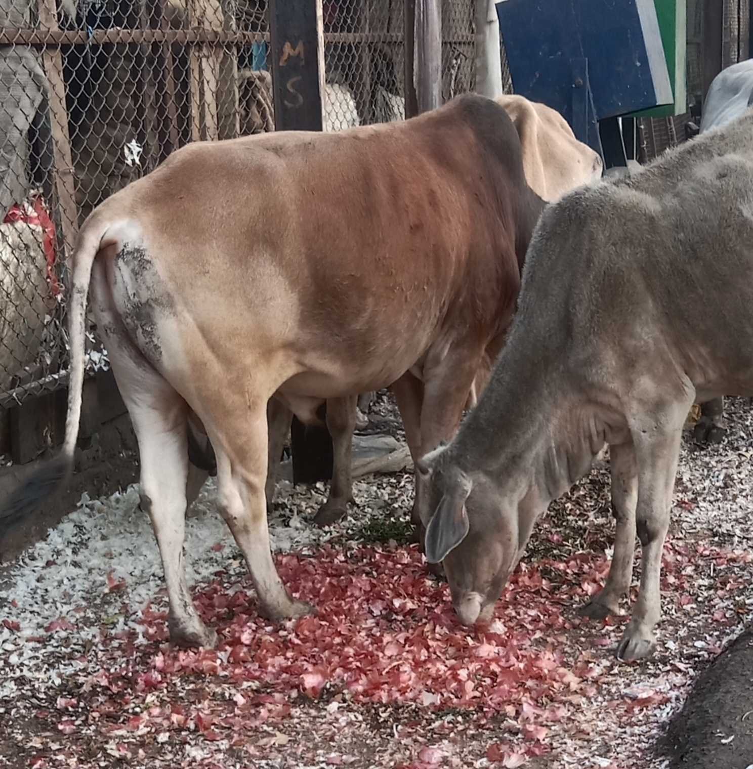 यह बात गलत है !