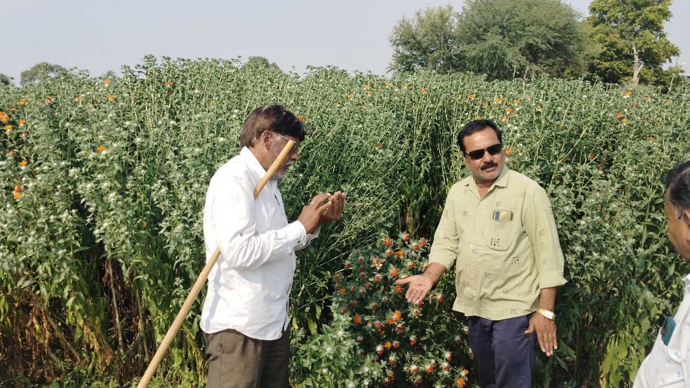 कश्मीर की तरह रिजगांव के खेत में लहरा रही केसर की फसल
