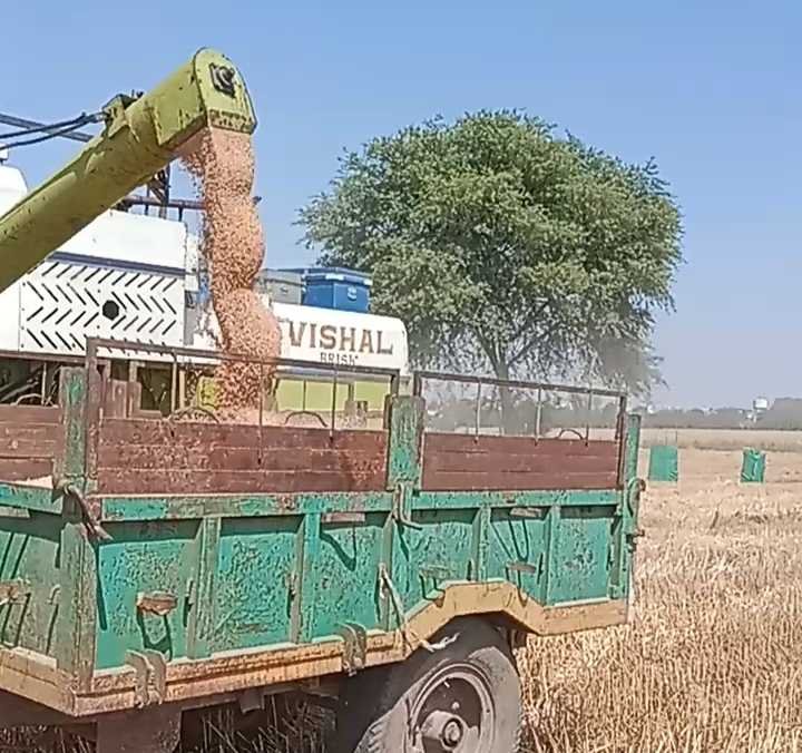 गेहूं का रकबा कम! ऊपर से उत्पादन डगमगाया…   गेहूं खरीदी का लक्ष्य साधने में छूटेगा पसीना  