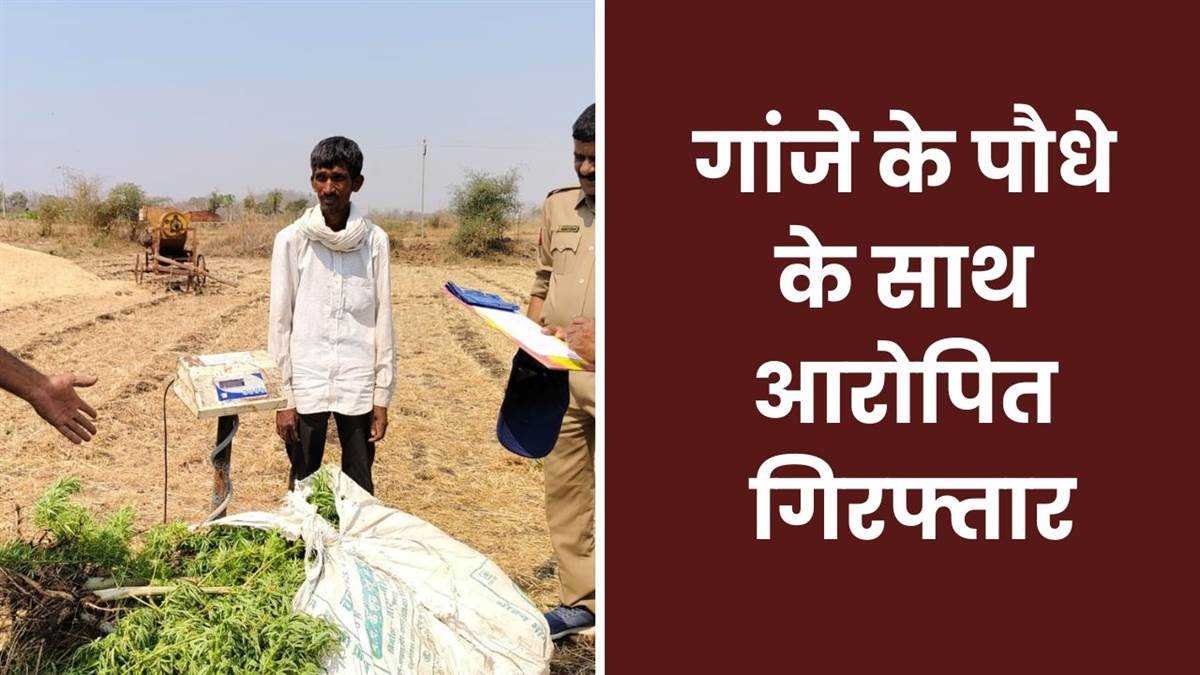 मिर्च के खेत में हो रही थी गांजे की खेती, चार लाख रुपये के 35 किलो पौधे जब्त