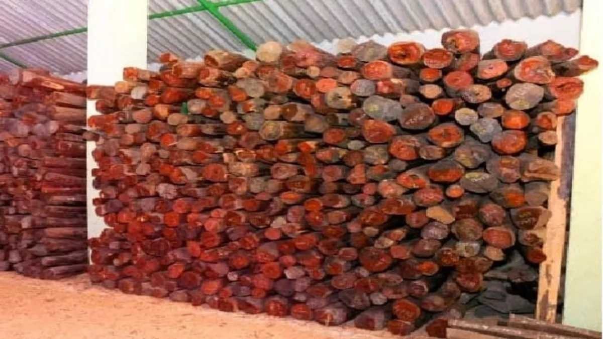 अब इंदौर में ही उगाया जाएगा दक्षिण भारत का बेशकीमती औषधीय लाल चंदन