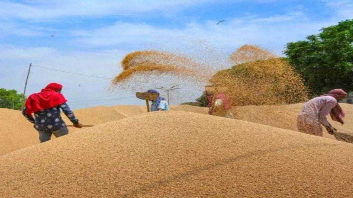 अब दागदार गेहूं भी खरीदेगी समितियां, केंद्र सरकार ने राज्य सरकार को दिए निर्देश