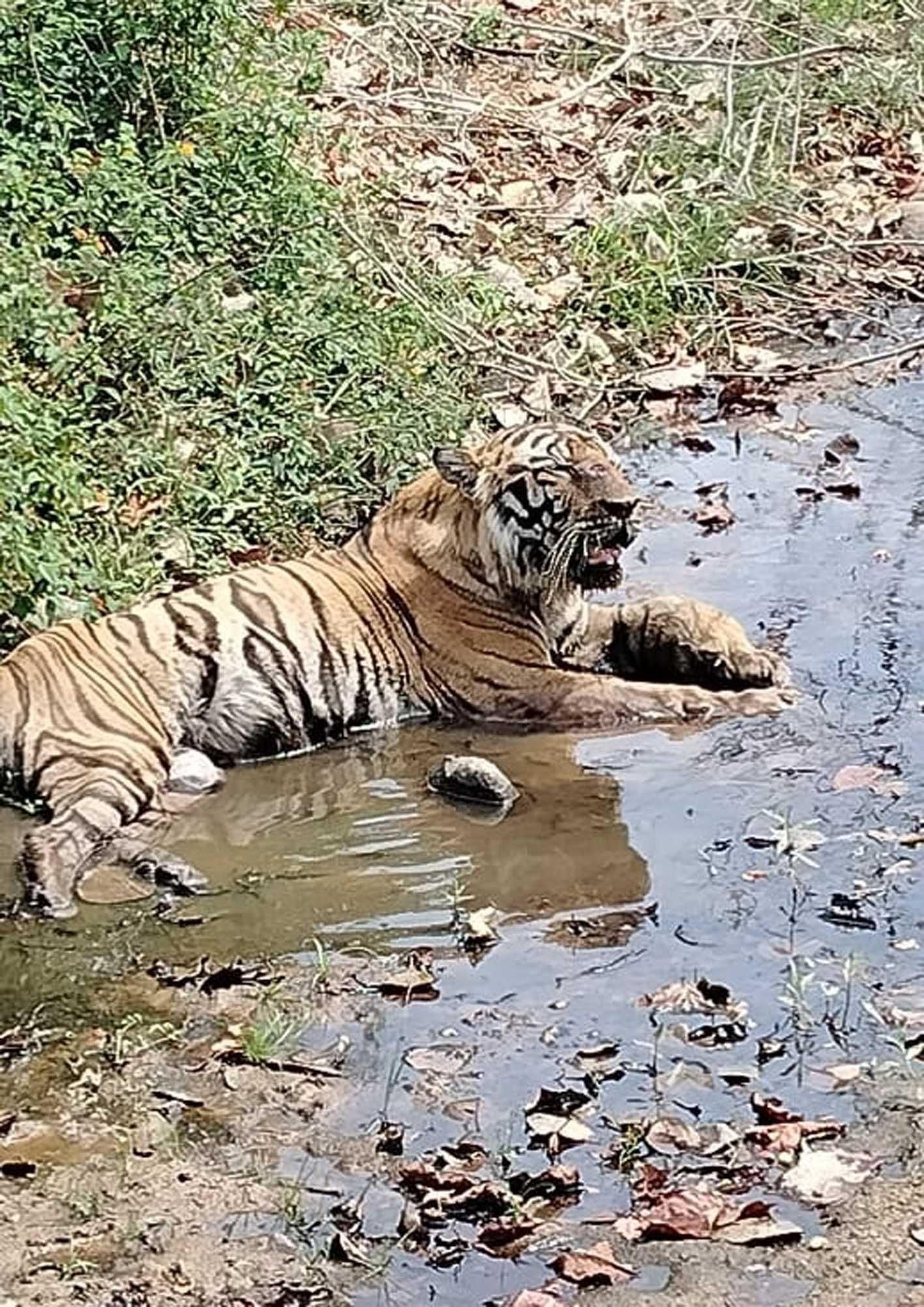 बुढ़ापे में घायल टाइगर का आसरा बनेगा मुकुंदपुर जू