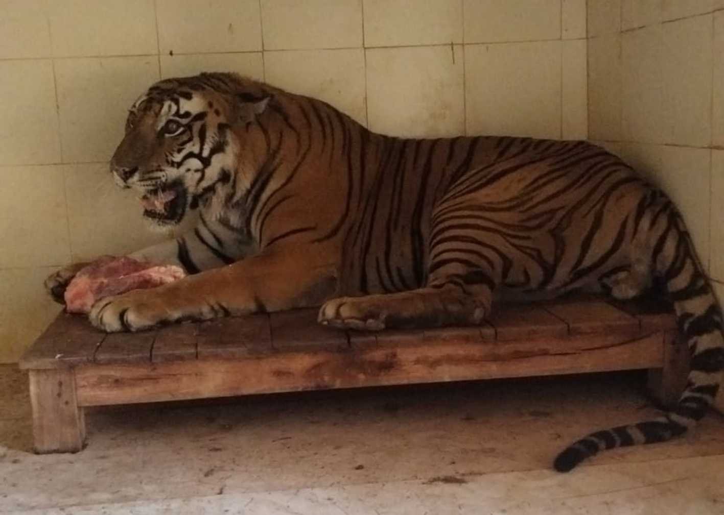 वन विहार में बाघ पन्ना की मौत