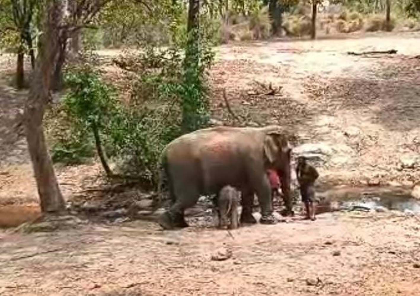बांधवगढ़ में अनारकली के नर बच्चे के पिता कौन, यह मेडिकल प्रोसेस के बाद ही संभव