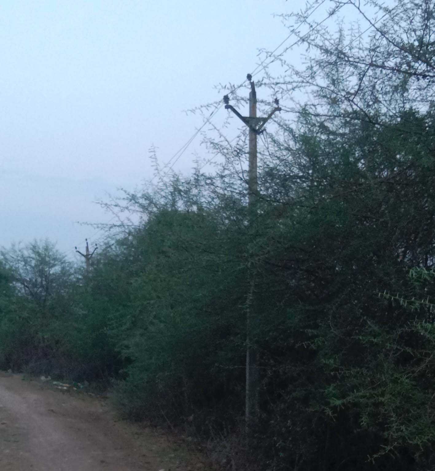पेड़ों की टहनियों में उलझे करंट दौड़ते तार