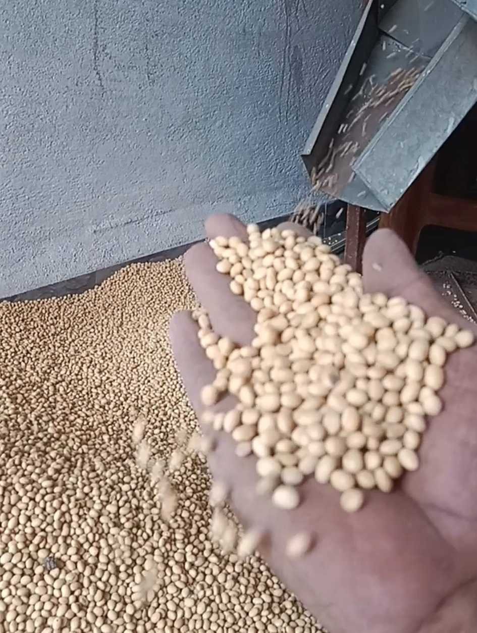 सोयाबीन का बीज भरपूर मात्रा में उपलब्ध