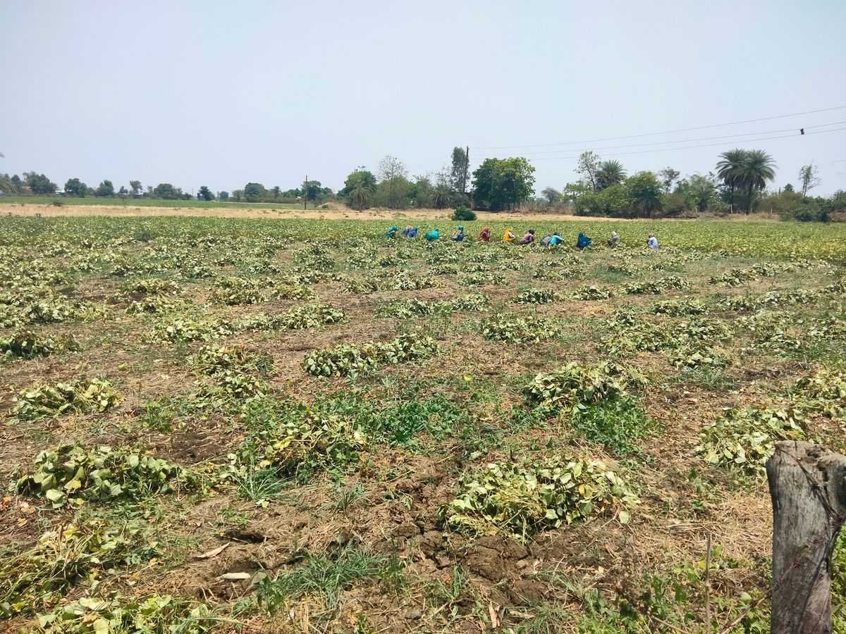 मूंग का आगाज !    क्वालिटी के साथ-साथ पैदावार भी नंबर वन  